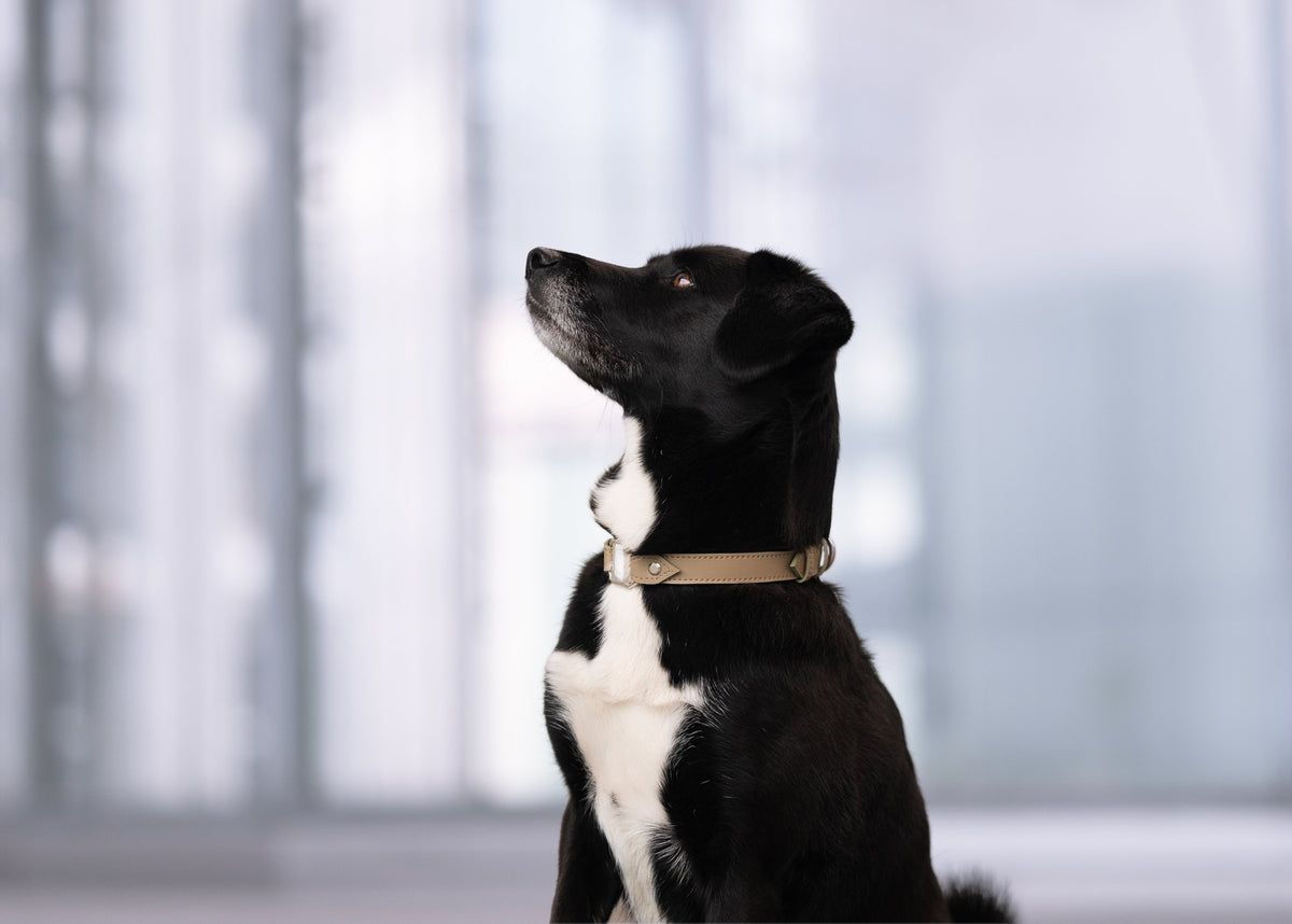 collier pour chien idéal