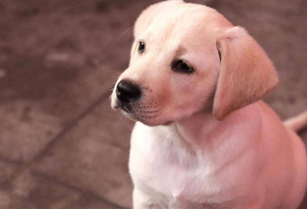 Les erreurs fréquentes lors du choix d’un collier pour chien : guide pratique 2026 pour éviter les pièges courants
