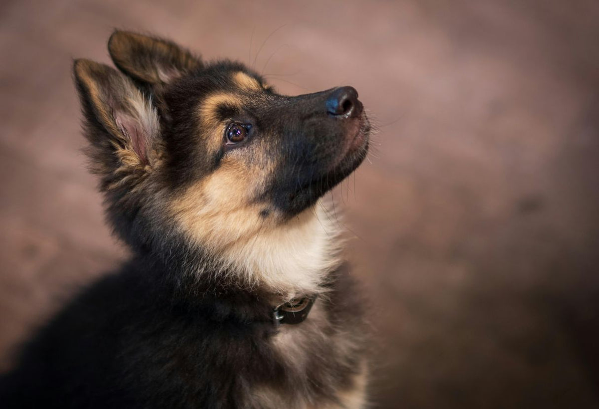 Le premier collier de mon chien : souvenirs, conseils et premières émotions